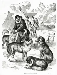 Esquimaux og hunder. 1902 (lito)