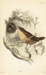Eurasian wren, Troglodytes troglodytes.1889 (gravering)