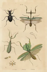 Europeisk mantis, religiøs mantis 1, blad mantis, Choeradodis rhomboidea 2, tigerbille, Manticora latipennis 3, mantidfly, Mantispa styriaca