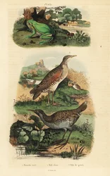 Europeisk trefrosk, Hyla arborea, vannskinne, Rallus aquaticus, og corn crake eller landrail, Crex crex