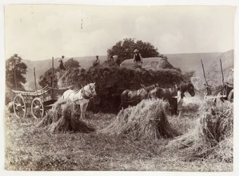 Oppdrettsscener, høsting og lagring, høsting før 1900, ca 1890