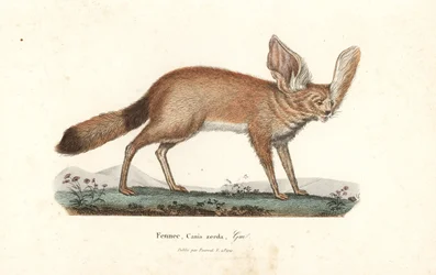 Fennec rev eller fennec rev, Vulpes zerda. Håndfarget kobberstikk fra Rene Primevere Lesson#39;s Complements de Buffon, Pourrat Freres, Paris