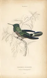 Festlig kokett, Lophornis chalybeus (Audenets kolibri, Trochilus audenetii). Håndkolorert stålgravering av William Lizars fra Sir William Jardines naturalistbibliotek: Ornitologi: Kolibrier, Edinburgh, WH Lizars
