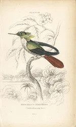 Festlig kokett, Lophornis chalybeus (Vieillots kolibri, Trochilus chalybeus). Håndkolorert stålgravering av William Lizars fra Sir William Jardines naturalistbibliotek: Ornitologi: Kolibrier, Edinburgh, WH Lizars