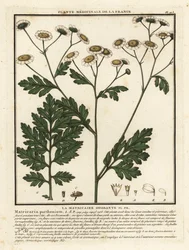 Feberfew, Tanacetum parthenium.