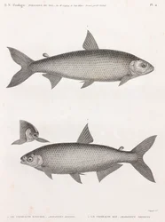 Fisk: Le Characin