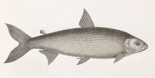 Fisk: Le Characin