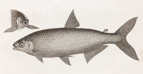 Fisk: Le Characin