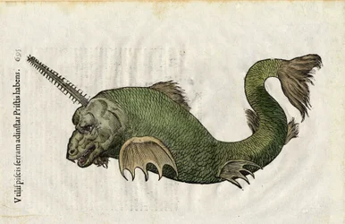Fiskesag (Pristis) i «Ulysses Aldrovandi... De piscibus libri V et de cetis lib. vnus/Ioannes Cornelius Vteruerius... collegit; Marc. Antonius Bernia in lucem restituit...», tar for seg naturhistorien til Ulisse Aldrovandi (1522-1605). Bologna