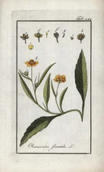 Flammesmørblomst eller liten vollgrav eller liten flamme (Ranunculus flammula). Litografi fra «Afbeelding der Artseny-Gewassen» av Johannes Zorn (1739–1799), Nederland