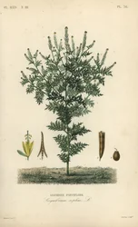 Flixweed, urte-Sophia eller refansennep, Descuraina sophia, Sisymbrium sophia, Sisybre parviflore