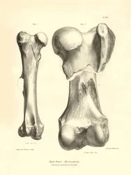Fossile bein (lårbein) av det forsvunne forhistoriske dyret Macrauchenia beskrevet av Charles Darwin under ekspedisjonen hans om bord på Beagle. Plate fra «Zoologi om reisen til HMS Beagle under kommando av kaptein Fitzroy i årene 1832». 