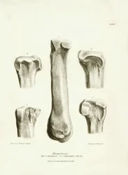 Fossile bein (metatarse og metakarpe) av det forsvunne forhistoriske dyret Macrauchenia beskrevet av Charles Darwin under ekspedisjonen hans om bord på Beagle. Plate fra «The Zoology of the journey of HMS Beagle under kommando av kaptein Fitzroy under»