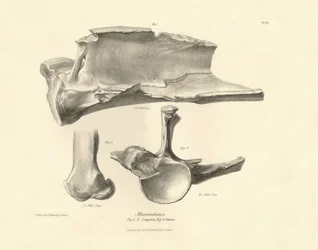 Fossile bein (scapula) av det forsvunne forhistoriske dyret Macrauchenia beskrevet av Charles Darwin under ekspedisjonen hans om bord på Beagle. Plate fra «Zoologi om reisen til HMS Beagle under kommando av kaptein Fitzroy i årene 1832».