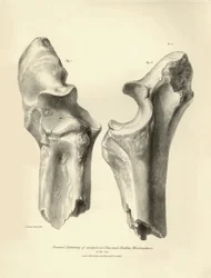 Fossile bein (ulna og radius) av det forsvunne forhistoriske dyret Macrauchenia beskrevet av Charles Darwin under ekspedisjonen hans om bord på Beagle. Plate fra «Zoologi om reisen til HMS Beagle under kommando av kaptein Fitzroy i løpet av året».