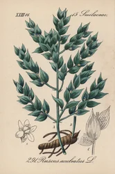 Fragon falsk kristtorn eller liten kristtorn - Slakterkost, Ruscus aculeatus. Håndkolorert litografi fra Diederich von Schlechtendals German Flora (Flora of Germany), Jena