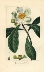 Franklin-treet, Franklinia alatamaha, hjemmehørende i Amerika, utdødd i naturen. Håndkolorert stiplegravering på kobber av Barrois fra en botanisk illustrasjon av Pancrace Bessa fra Mordant de Launays «Herbier General de l#39;Amateur», Audot, Paris.