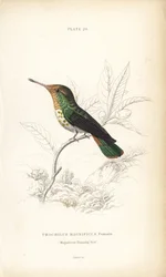 Ryggstekt kokett, Lophornis magnificus, hunn (Storslått kolibri, Trochilus magnificus). Håndkolorert stålgravering av William Lizars fra Sir William Jardines naturalistbibliotek: Ornitologi: Kolibrier, Edinburgh, WH Lizars