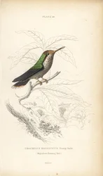 Ryggstekt kokett, Lophornis magnificus, ung hann (Storslått kolibri, Trochilus magnificus). Håndkolorert stålgravering av William Lizars fra Sir William Jardines naturalistbibliotek: Ornitologi: Kolibrier, Edinburgh, WH Lizars