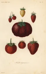 Frukt, frukt legumieres
