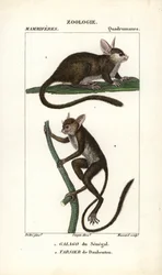 Galago du Senegal og tarsier de Daubenton - Eau forte av Jean Gabriel Pretre (1780-1845), gravert av Carnonkel, for naturvitenskapelig ordbok: pattedyr av Frederic Cuvier, redigert av Pierre Jean Francois Turpin (1775-1840), utgitt av FGLevrau