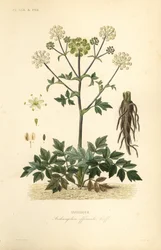 Hagekvann eller villselleri, Angelica archangelica, Archangelica officinalis, Angelique