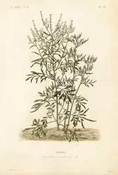 Hagekarse, sennep og karse eller pepperurt, Lepidium sativum, Nasitor