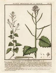 Hvitløksennep, Alliaria petiolata.