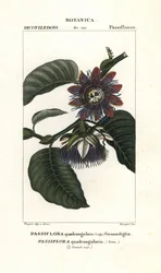 Kjempestor granadilla