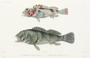 Kjempehaukfisk og skorpionfisk