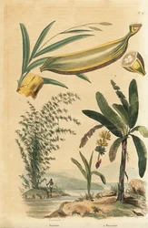 Gigantisk tornet bambusplante, Bambusa bambos (Bambos arundinacea) og banantre med frukt og tverrsnitt, Musa paradisiaca