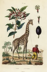 Giraffe, Giraffa camelopardalis, med handler og nelliktre, Syzygium aromaticum