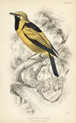 Gyllen monark, Carterornis chrysomela (Gullhettefluesnapper, Monacha chrysomela). Håndkolorert stålgravering av William Lizars etter en illustrasjon av William Swainson fra Sir William Jardines naturalistbibliotek: Ornitologi: Fluesnappere, Edinburgh.