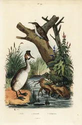 Storspove, Podiceps cristatus 1, grønn frosk, Pelophylax esculentus 2 og eurasisk trekryper, Certhia familiaris 3