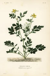 Svalortørke, Chelidonium majus, Chelidoine