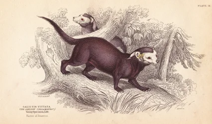 Stor grison, Gallictis vittata. Håndkolorert stålgravering av Lizars etter en illustrasjon av Charles Hamilton Smith fra William Jardines naturalistbibliotek, Edinburgh.