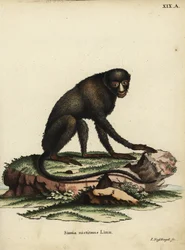 Stor flekkneseape eller kittneseape. Cercopithecus nictitans. Simia Nictitans Linn. Håndkolorert kobberstikk av Johann Nussbiegel fra Johann Christian Daniel Schrebers Dyreillustrasjoner etter naturen, eller Schrebers fantastiske anima