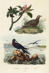 Gråvinget francolin, Scleroptila afra 2, stor fregattfugl, Fregata minor 3, og rød frangipani, Plumeria rubra 1
