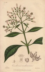Grå Quinquina (Cinchona officinalis) - Sterkt vann av William Clarke for å illustrere «Medical Botanical, Description of the Medicinal Plants of London, Edinburgh and Dublin» av John Stephenson og James Morss Churchill, utgitt i London av John Churchill
