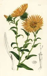Grindelia grandiflora. Håndkolorert litografi fra Louis van Houtte og Charles Lemaires Blomster i hagene og drivhusene i Europa, Flore des Serres et des Jardins de l#39;Europe, Ghent, Belgia
