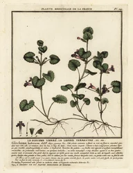 Jordeføy, Glechoma hederacea.