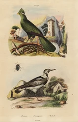 Guinea turco, Tauraco-ledd og eurasisk wryneck, Jynx torquilla