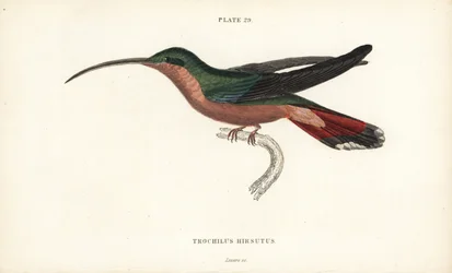 Hårbeint kolibri, Glaucis hirsutus (Rufos-breasted eremitt, Trochilus hirsutus). Håndkolorert stålgravering av William Lizars fra Sir William Jardines naturalistbibliotek: Ornitologi: Kolibrier bind 2, Edinburgh, WH Lizars