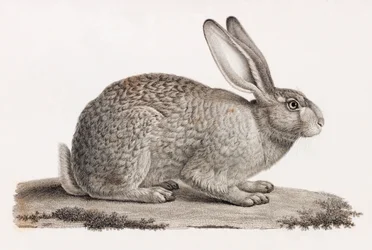 Hare fra Egypt