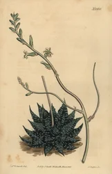 Haworthia minor eller Tulista minima (minste perlealoe, Aloe margaritifera minima)