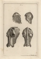 Hjelm 1,2 og jernkanfron eller chafron 3,4 som tilhørte Guy, Earl of Warwick