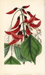 Urteaktig eller Carolina-erytrin - Mr. Bidwells erythrina-hybrid, Erythrina x bidwillii. Hybrid av Erythrina herbacea og Erythrina cristagalli. Håndkolorert kobberstikk av George Barclay etter en illustrasjon av Miss Sarah Drake fra Edwards#39; 