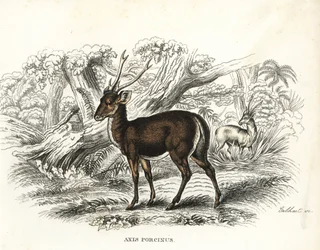 Hjort, Axis porcinus, truet. Håndkolorert litografi av Gebhart fra Georg Friedrich Treitschkes Galleri for naturhistorie, Naturhistorischer Bildersaal des Thierreiches, Liepzig-1842.