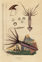 Humboldt blekksprut, Dosidicus kjempe 1, og europeisk flygende blekksprut, Todarodes sagittatus 2. Ommastrephe geant, Ommastrephe des pecheurs