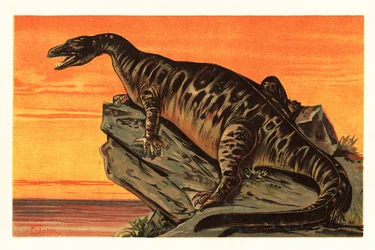 Iguanodon bernissartensis , utdødd art av Iguanodontian dino1908 (litografi)